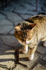 A street cute cat. It is walking.