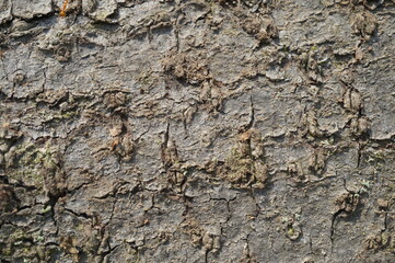 Obraz premium Tree bark close-up. Natural background.