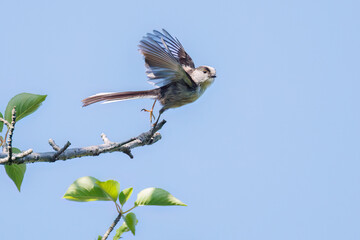 飛び回る可愛いエナガ（エナガ科）の群れ
英名学名：long tailed tit...