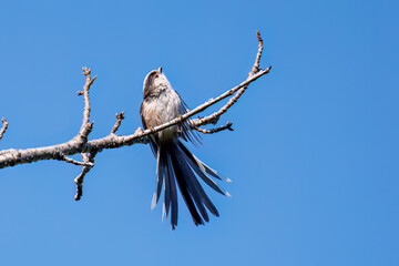 飛び回る可愛いエナガ（エナガ科）の群れ
英名学名：long tailed tit...
