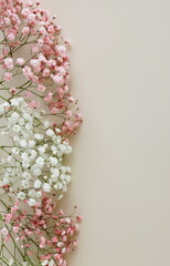 Flowers background template with copy space.Pink and white gypsophila flowers or baby's breath flowers close up frame on light beige background top view . Holiday backdrop.