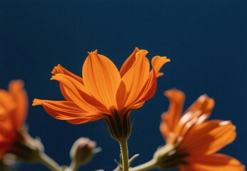 orange flower