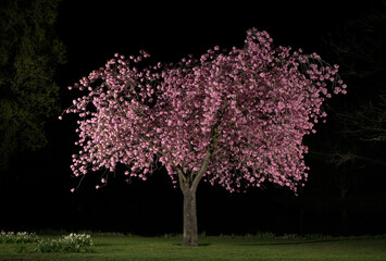 A blossoming cherry tree with pink flowers at night in a garden