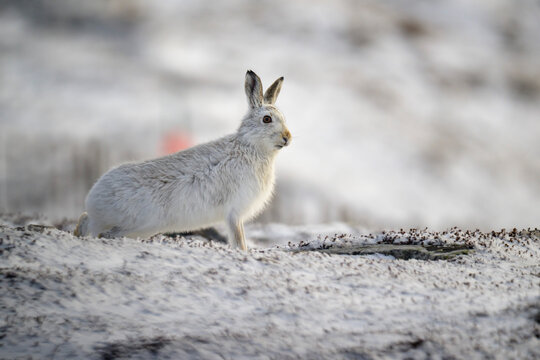 Mountain hare in snowy Scottish landscape during winter