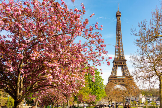 Eiffel Tower and blooming cherry trees in Trocadero in spring, Paris, France