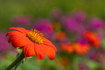 orange flower in the garden