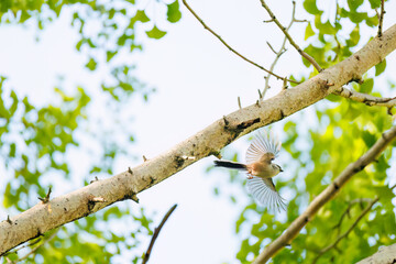 飛び回る可愛いエナガ（エナガ科）の群れ
英名学名：long tailed tit (Aegithalos caudatus)
神奈川県横浜市三ツ池公園-2025
