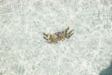 Sea view in Thailand, sandy beach, sea crab, clear water, pattern