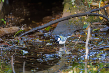 可愛いシジュウカラ（シジュウカラ科）
英名学名：Japanese Tit (Parus minor, family comprising tits).
水盤で水浴びをしている。
神奈川県横浜市三ツ池公園-2025
