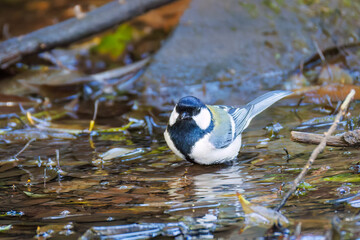 可愛いシジュウカラ（シジュウカラ科）
英名学名：Japanese Tit (Parus minor,...