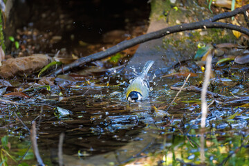 可愛いシジュウカラ（シジュウカラ科）
英名学名：Japanese Tit (Parus minor, family comprising tits).
水盤で水浴びをしている。
神奈川県横浜市三ツ池公園-2025
