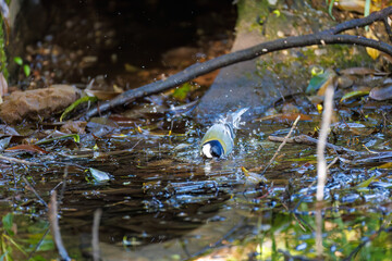 可愛いシジュウカラ（シジュウカラ科）
英名学名：Japanese Tit (Parus minor, family comprising tits).
水盤で水浴びをしている。
神奈川県横浜市三ツ池公園-2025
