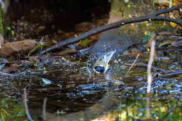 可愛いシジュウカラ（シジュウカラ科）
英名学名：Japanese Tit (Parus minor, family comprising tits).
水盤で水浴びをしている。
神奈川県横浜市三ツ池公園-2025
