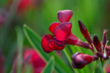 Closeup of Red Oleander Blooms on Sunny Day in Cyprus