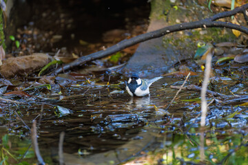 可愛いシジュウカラ（シジュウカラ科）
英名学名：Japanese Tit (Parus minor, family comprising tits).
水盤で水浴びをしている。
神奈川県横浜市三ツ池公園-2025
