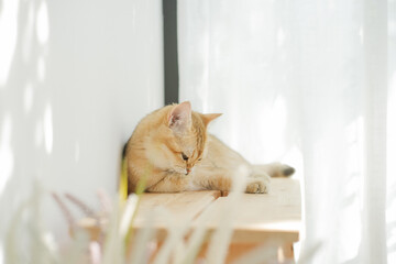 pet care concept with british cat relax and play in living room