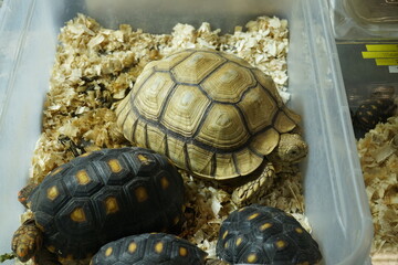 Animal trade of reptiles amphibians and exotic animals.