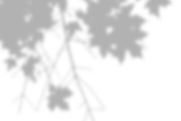 Overlapping leaves casting dense cluster shadows for natural framing.