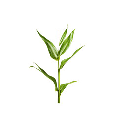 Fototapeta premium Vibrant Green Bamboo Shoot on Transparent Background