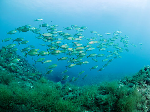 school of salpa fish swimming near seabed covered in algae, concept of marine wildlife