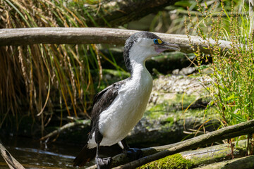 Pied Cormorant (Phalacrocorax varius) standing on a branch in the water