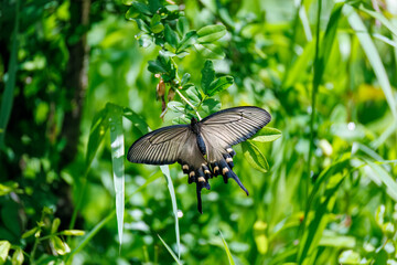 花の間を飛び回る美しいジャコウアゲハ（アゲハチョウ科）
英名学名：Chinese windmill, Atrophaneura alcinous,
神奈川県横浜市三ツ池公園-2025
