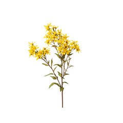 Obraz premium Vibrant Yellow Goldenrod Flowers Stem, Isolated on Transparent Background