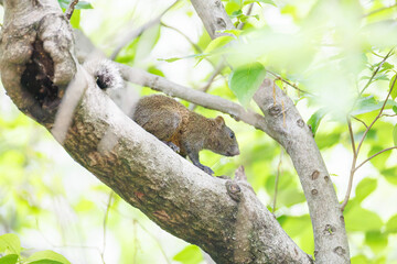 公園の立木にいた可愛いタイワンリス
英名学名：Taiwan squirrels (Callosciurus erythraeus)
神奈川県横浜市三ツ池公園-2025