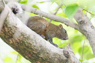 公園の立木にいた可愛いタイワンリス
英名学名：Taiwan squirrels (Callosciurus erythraeus)
神奈川県横浜市三ツ池公園-2025