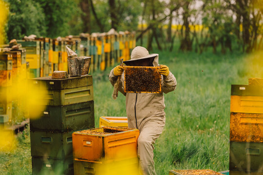 Beekeeper in protective clothing inspecting honeycombs in an apiary during spring