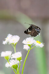 可愛いダイミョウセセリ（セセリチョウ科）
英名学名：Daimio tethys, Butterfly
神奈川県横浜市三ツ池公園-2025
