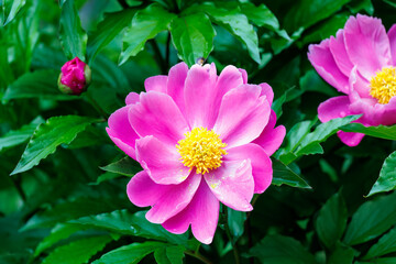 Fototapeta premium 美しいシャクヤク（ボタン科）。 英名学名：Chinese peony, Paeonia lactiflora. 神奈川県横浜市三ツ池公園-2025 