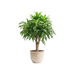 Obraz premium Dracaena Marginata Plant in Beige Pot, Isolated on Transparent Background