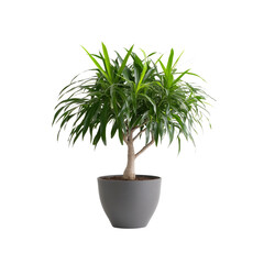 Obraz premium Dracaena Marginata Plant in Gray Pot - Lush Green Houseplant