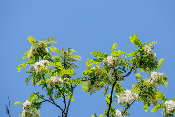 美しいニセアカシア（マメ科）。
英名学名：Locust tree, Robinia pseudoacacia.
神奈川県横浜市三ツ池公園-2025
