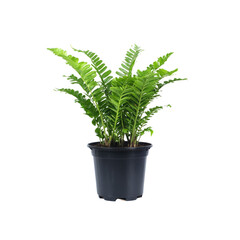 Obraz premium Lush Green Asparagus Fern in Black Pot - Indoor Plant