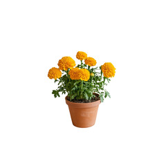 Vibrant Orange Marigolds in Terracotta Pot