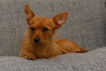 Ginger Miniature Pinscher Face Close-Up in Natural Light