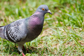 美しいカワラバト（ハト科）
英名学名：Rock Pigeon (Columba livia)
神奈川県横浜市三ツ池公園-2025
