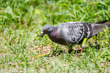 美しいカワラバト（ハト科）
英名学名：Rock Pigeon (Columba livia)
神奈川県横浜市三ツ池公園-2025
