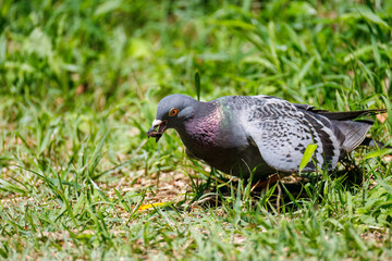 美しいカワラバト（ハト科）
英名学名：Rock Pigeon (Columba livia)
神奈川県横浜市三ツ池公園-2025

