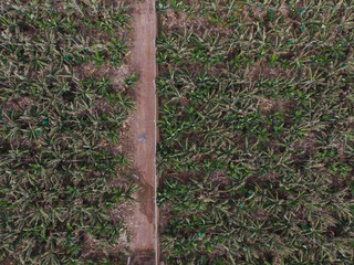 Aerial View of Banana Plantation with Farm Road