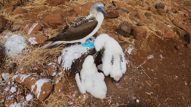 A blue-footed booby tends to its fluffy chicks on rocky terrain in the Gal&aacute;pagos Islands, Ecuador. Captured in a close-up view, this wildlife scene showcases natural parenting and rare bird behavior.