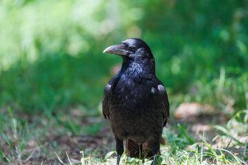 美しくも不気味なハシブトガラス（カラス科）
英名学名：Jungle Crow, Corvus macrorhynchos,
神奈川県横浜市三ツ池公園-2025
