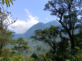 trees in the mountains