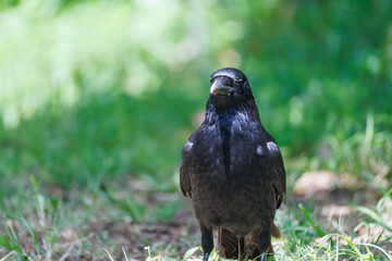 美しくも不気味なハシブトガラス（カラス科）
英名学名：Jungle Crow, Corvus macrorhynchos,
神奈川県横浜市三ツ池公園-2025
