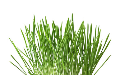 Closeup of fresh green grass isolated on white or transparent background