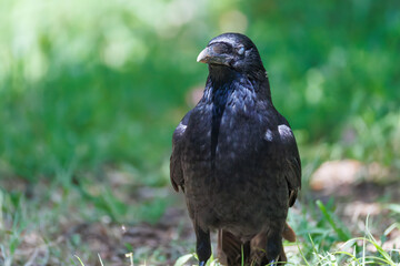 美しくも不気味なハシブトガラス（カラス科）
英名学名：Jungle Crow, Corvus macrorhynchos,
神奈川県横浜市三ツ池公園-2025
