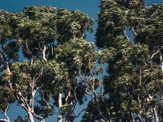 blue sky and tree