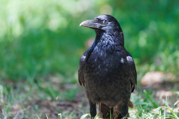 美しくも不気味なハシブトガラス（カラス科）
英名学名：Jungle Crow, Corvus macrorhynchos,
神奈川県横浜市三ツ池公園-2025
